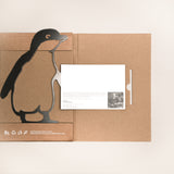 Korora / Little Penguin