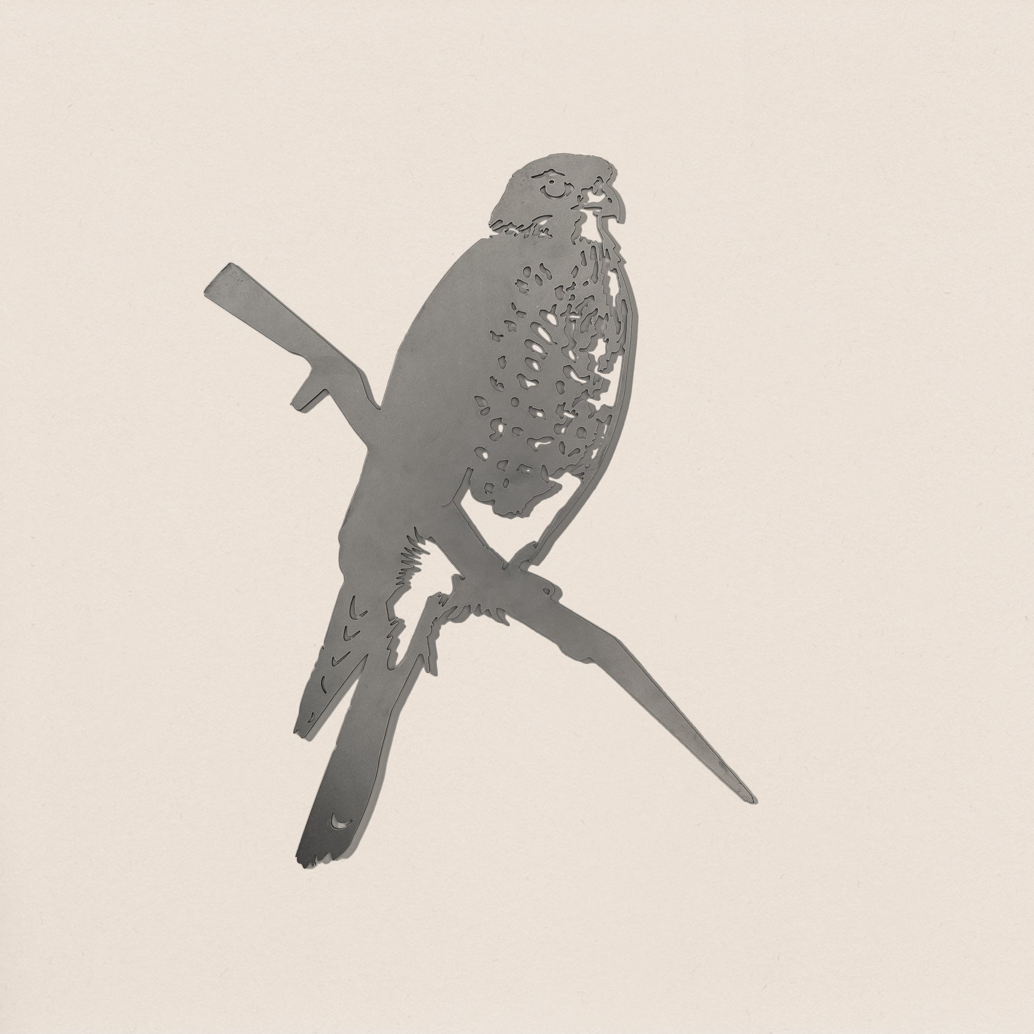 Karearea / New Zealand Falcon