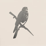 Karearea / New Zealand Falcon